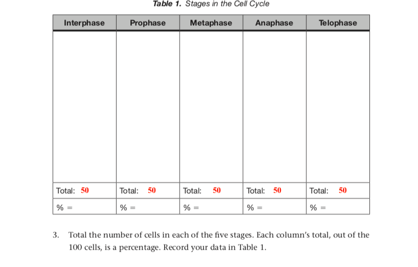 Table 1. Stages in the Cell Cycle
Interphase
Prophase
Metaphase
Anaphase
Telophase
Total: 50
Total: 50
Total: 50
Total: 50
Total: 50
% =
% =
% =
% =
% =
3. Total the number of cells in each of the five stages. Each column's total, out of the
100 cells, is a percentage. Record your data in Table 1.
