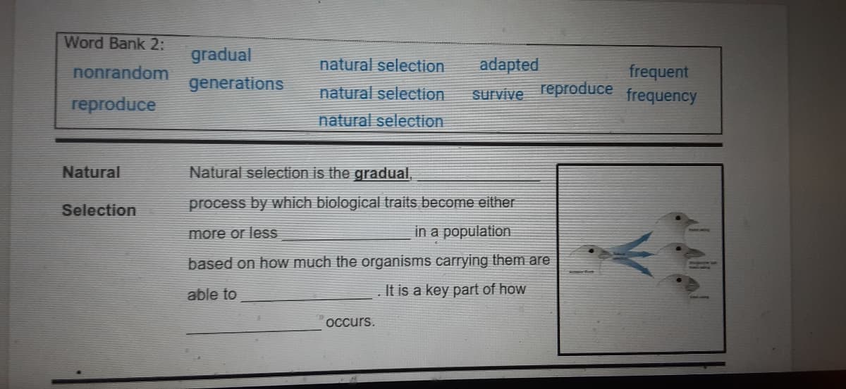 ### Understanding Natural Selection

**Natural Selection:**

Natural selection is the **gradual** process by which biological traits become either more or less **frequent** in a population based on how much the organisms carrying them are able to **survive** and **reproduce**. It is a key part of how **adapted** occurs.

**Word Bank 2:**

- nonrandom
- gradual
- adapted
- natural selection
- frequent
- generations
- survive
- reproduce
- frequency

**Diagram Explanation:**

The diagram on the right side depicts different bird beak shapes. This visual illustrates how specific beak types become more prevalent over time based on their utility. The arrows indicate the evolutionary path depending on the beak's suitability for the bird's environment and food sources. For example, birds with beaks better suited to their available food sources are more likely to survive and reproduce, thereby passing on their advantageous traits to future generations.

This concept emphasizes how natural selection operates to shape species over time, illustrating the principle that organisms best adapted to their environments tend to survive and pass on their genes, gradually changing the population's genetic makeup.