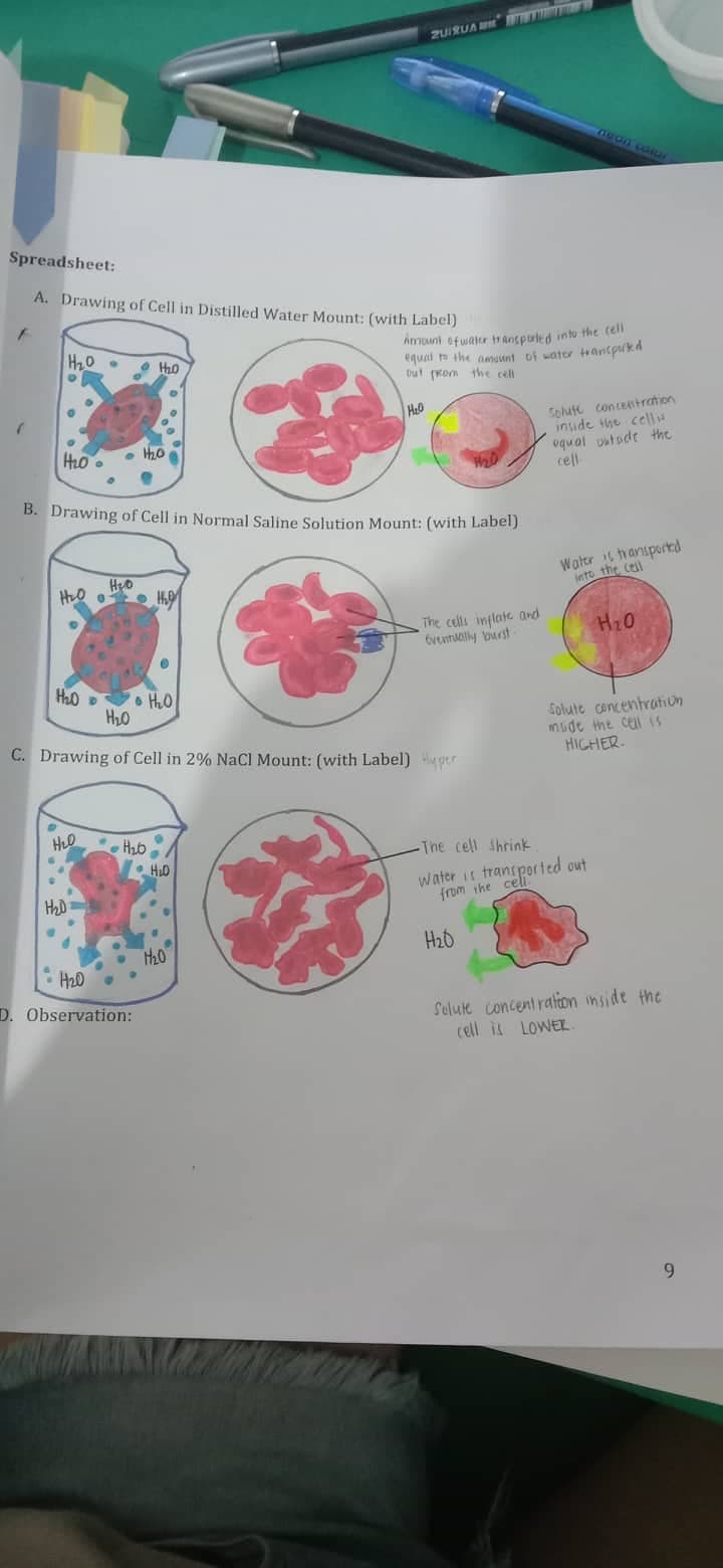 Spreadsheet:
A. Drawing of Cell in Distilled Water Mount: (with Label)
F
(
H₂₂0.
H₂O •
H₂0
• 12₂0
H₂O Ho
H₂O
H₂D
B. Drawing of Cell in Normal Saline Solution Mount: (with Label)
H₂0
H₂0
Po H₂O
H₂O
H₂0
C. Drawing of Cell in 2% NaCl Mount: (with Label) Hyper
2UIRUAN TIN
•H₂O
H2₂0.
D. Observation:
H₂0
Amount of water transported into the cell
equal to the amount of water transported
out from the cell
H₂O
11₂0
The cells inflate and
eventually burst
neon color
Solute concentration
inside the cellis
equal outside the
cell
Water is transported
into the cell
•The cell shrink
Water is transported out
from the cell
H₂O
H₂0
Solute concentration
mside the cell is
HIGHER.
Solute concentration inside the
cell is LOWER.
9