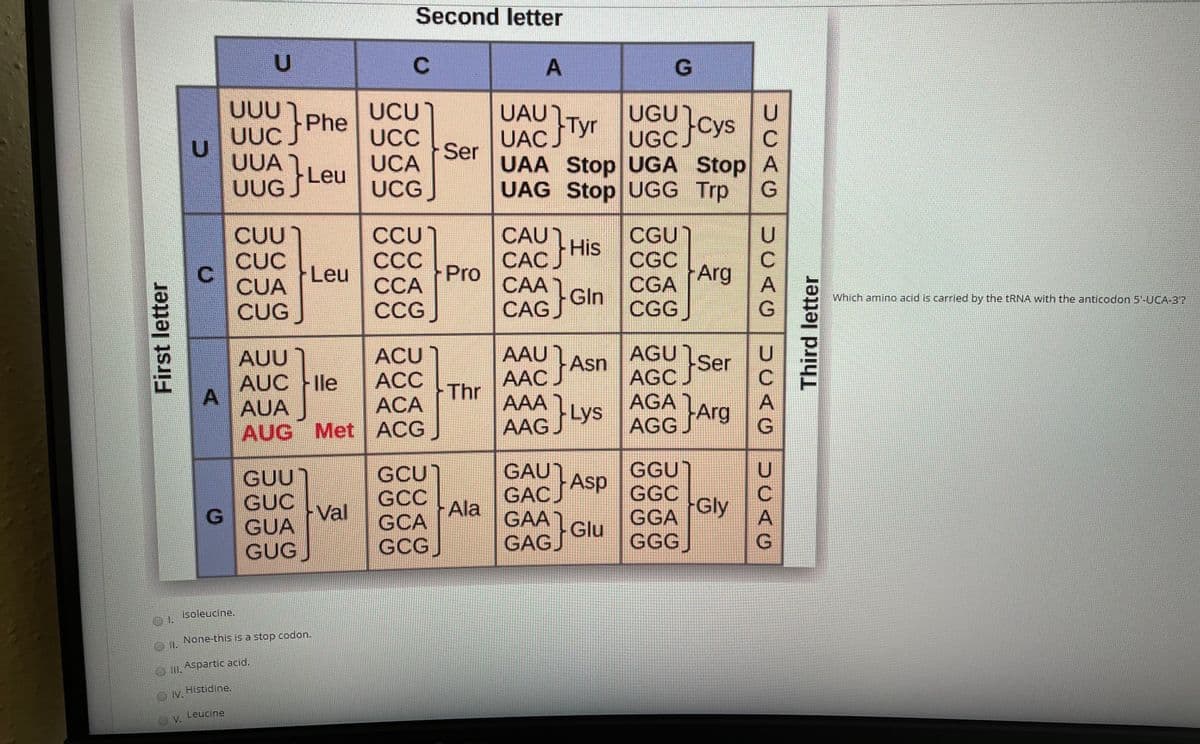 Second letter
A
UUU
UCU)
UC
UCA
UCG
UAU
UUC Phe
UUA
Tyr UGU
UGCJ
Ser
UAA Stop UGA Stop A
UAG Stop UGG Trp
UUG Leu
CAUHIS
CUU
CUC
CUA
CUG
CCU*
C
ССА
CCG
CGU
His
САС
Leu
CGC
Arg
CGA
Pro
CAA
Gin CGGJ
Gln
Which amino acid is carried by the TRNA with the anticodon 5'-UCA-3?
ACU
ACC
ACA
AAU
AAC.
AGU
AGC
AGA
AUU
Ser
Asn
AUC Ile
A
AUA
Thr
AAA Lys
AAG Lys
AGG Arg
AUG Met ACG
GAU
GGU]
GUU
GUC
GUA
GUGJ
GCU
GCC
GCA
GCG
GAC Asp
Ala
GAA
GGC
Gly
GGA
Val
GAG Glu
GGGJ
Isoleucine.
None-this is a stop codon.
Aspartic acid.
Histidine.
IV.
Leucine
O V.
Third letter
UCAG
UCAG
UCAG
First letter
