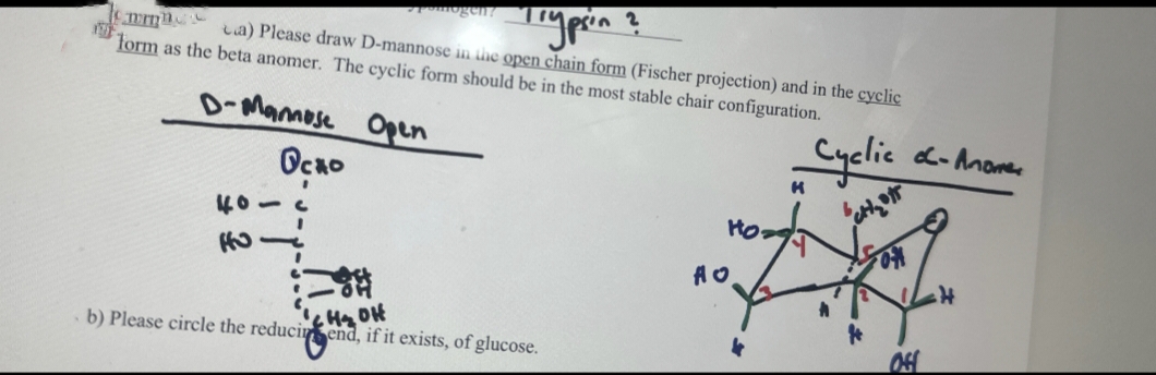 Pomogen?
"Trypsin
2
emma) Please draw D-mannose in the open chain form (Fischer projection) and in the cyclic
form as the beta anomer. The cyclic form should be in the most stable chair configuration.
D-Mannose Open
40
HO
Осно
#=;
H₂OH
b) Please circle the reducir end, if it exists, of glucose.
Cyclic
-Anome
M
HO
до
H
Off