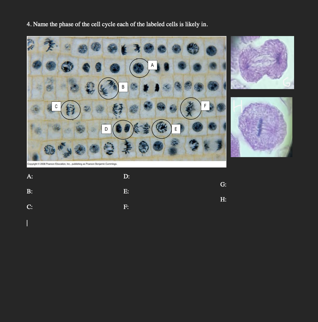 4. Name the phase of the cell cycle each of the labeled cells is likely in.
A
B
F
Copyright © 2008 Pearson Education, Ine. publishing as Pearson Benjamin Cummings
А:
D:
G:
B:
E:
H:
С:
F:
