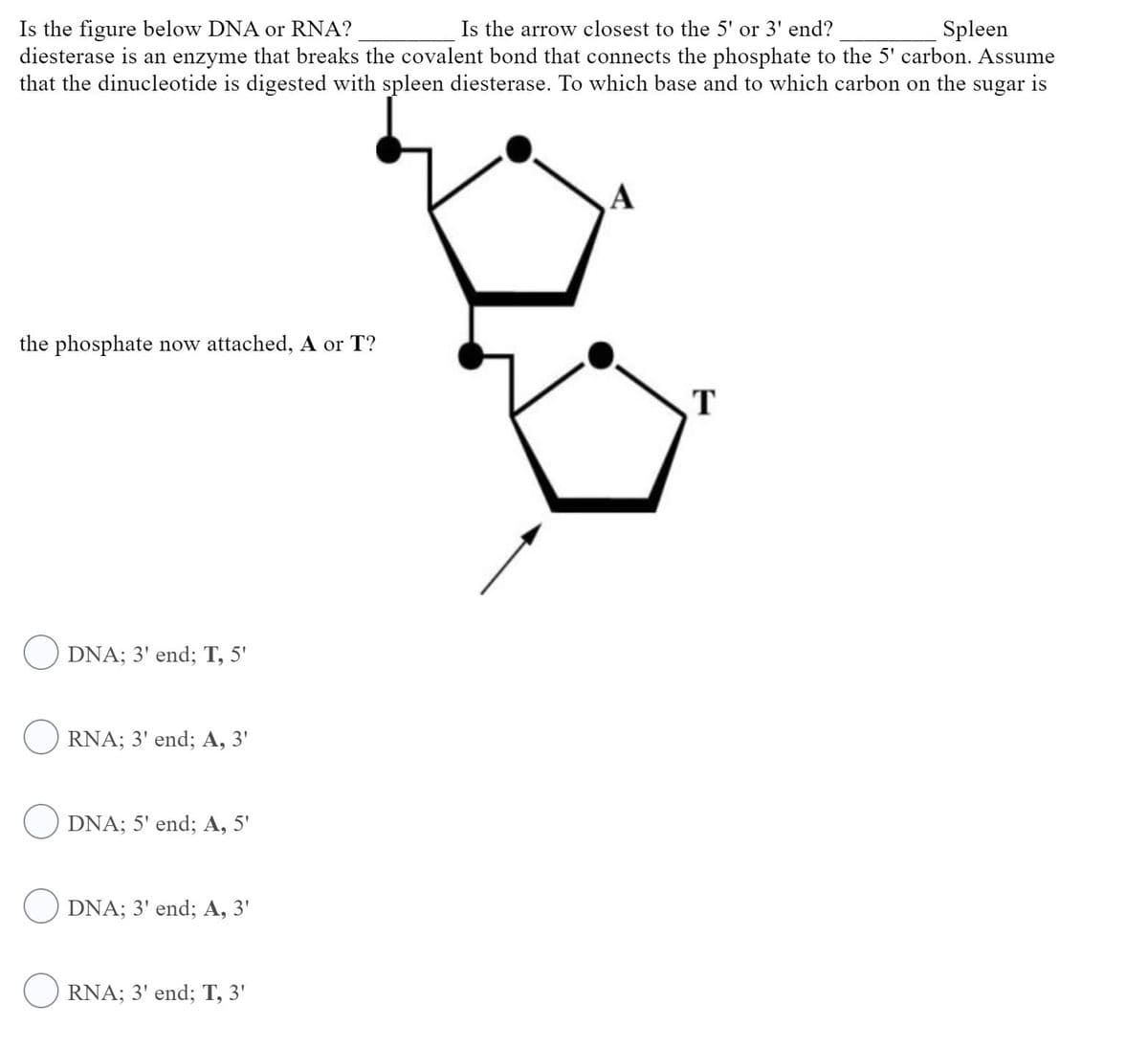 Is the figure below DNA or RNA?
diesterase is an enzyme that breaks the covalent bond that connects the phosphate to the 5' carbon. Assume
that the dinucleotide is digested with spleen diesterase. To which base and to which carbon on the sugar is
Is the arrow closest to the 5' or 3' end?
Spleen
A
the phosphate now attached, A or T?
T
DNA; 3' end; T, 5'
RNA; 3' end; A, 3'
O DNA; 5' end; A, 5'
DNA; 3' end; A, 3'
RNA; 3' end; T, 3'
