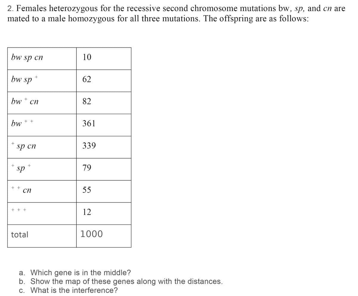 2. Females heterozygous for the recessive second chromosome mutations bw, sp, and cn are
mated to a male homozygous for all three mutations. The offspring are as follows:
bw sp cn
10
bw sp
62
bw
сп
82
+ +
bw
361
+
sp cn
339
sp
79
+ +
сп
55
+ + +
12
total
1000
a. Which gene is in the middle?
b. Show the map of these genes along with the distances.
c. What is the interference?
