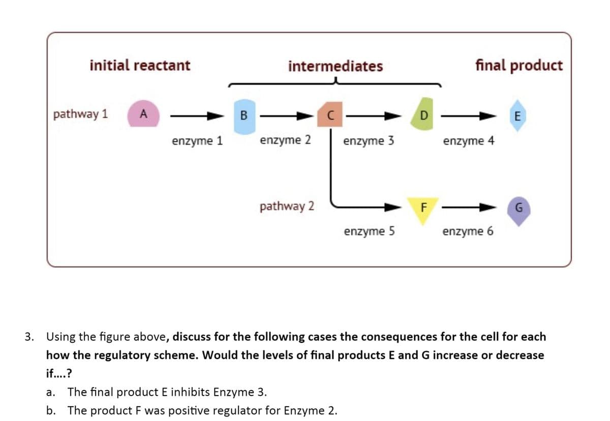 ### Enzymatic Pathway Regulation

#### Diagram Explanation

This figure represents a biochemical pathway with different intermediates and the final products derived from an initial reactant. The figure illustrates two pathways, each governed by a series of enzymes facilitating different conversion steps.

- **Pathway 1:**
  - **Initial Reactant (A):**
    - Converted to Intermediate B by **enzyme 1**.
  - **Intermediate B:**
    - Converted to Intermediate C by **enzyme 2**.
  - **Intermediate C:**
    - Can proceed in two directions depending on the pathway:
      - Pathway 2: converted to Intermediate F by **enzyme 5**.
      - Converted to Intermediate D by **enzyme 3**.
  - **Intermediate D:**
    - Converted to final product E by **enzyme 4**.

- **Pathway 2:**
  - Follows conversion from Intermediate C to Intermediate F (as per Pathway 1).
  - **Intermediate F:**
    - Converted to final product G by **enzyme 6**.

#### Discussion Prompt

Using the figure above, discuss the potential effects on the cell for the following cases considering the regulatory schemes. Determine whether the levels of final products E and G would increase or decrease under the specified scenarios:

**a. The final product E inhibits Enzyme 3.**
   - Inhibition of **enzyme 3** by the final product E would likely cause a build-up of Intermediate C. This would result in a decrease in the production of Intermediate D and subsequently the final product E. On the other hand, with more Intermediate C available, there would likely be an increase in the production of Intermediate F and final product G.

**b. The product F is a positive regulator for Enzyme 2.**
   - If **product F** positively regulates **enzyme 2** activity, this would increase the conversion rate of Intermediate B to Intermediate C. Consequently, more Intermediate C would be available for both pathways (Pathway 1 and Pathway 2). Therefore, production of both final product E and final product G would increase.

These regulatory mechanisms exemplify feedback inhibition and positive regulation in biochemical pathways, critical for maintaining cellular homeostasis.