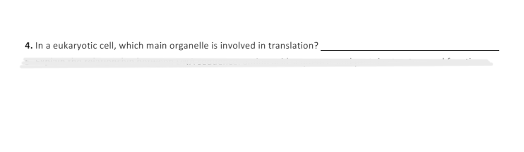 4. In a eukaryotic cell, which main organelle is involved in translation?