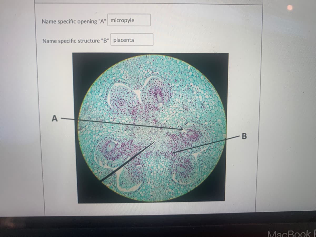 Name specific opening "A" micropyle
Name specific structure "B" placenta
MacRook F
