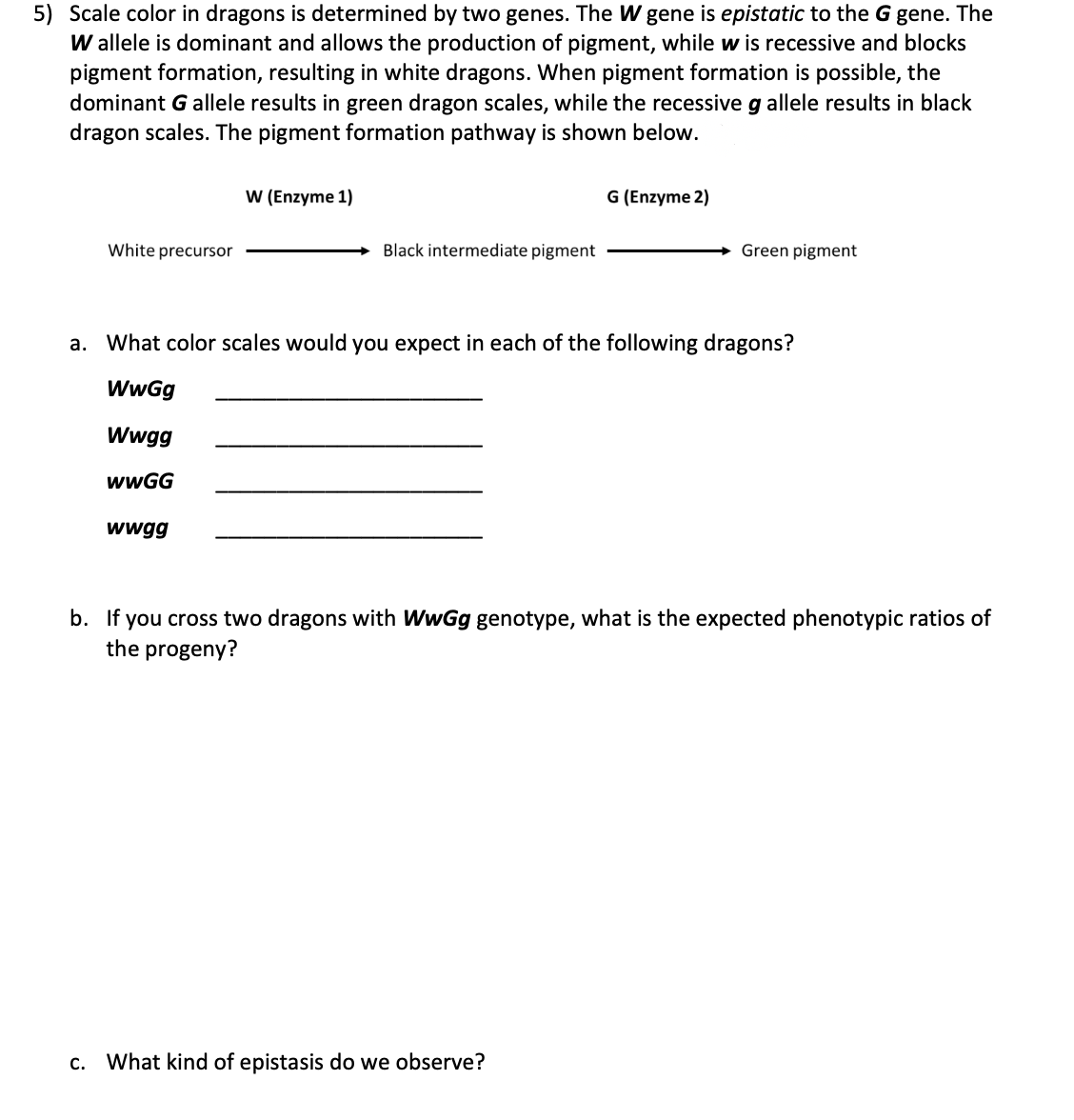 5) Scale color in dragons is determined by two genes. The W gene is epistatic to the G gene. The
W allele is dominant and allows the production of pigment, while w is recessive and blocks
pigment formation, resulting in white dragons. When pigment formation is possible, the
dominant Gallele results in green dragon scales, while the recessive g allele results in black
dragon scales. The pigment formation pathway is shown below.
W (Enzyme 1)
G (Enzyme 2)
White precursor
Black intermediate pigment
→ Green pigment
a. What color scales would you expect in each of the following dragons?
WwGg
Wwgg
wwGG
wwgg
b. If you cross two dragons with WwGg genotype, what is the expected phenotypic ratios of
the progeny?
c. What kind of epistasis do we observe?
