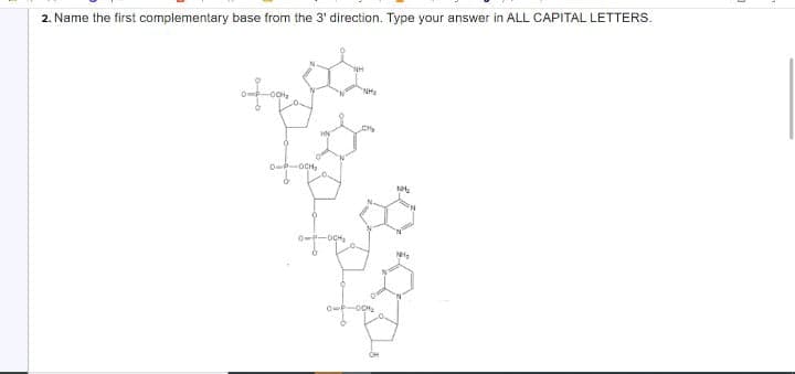 2. Name the first complementary base from the 3' direction. Type your answer in ALL CAPITAL LETTERS.
D OCH,
-OCH
