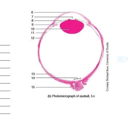 6
7
8-
9
10
11
12
13
14
15
(b) Photomicrograph of eyeball, 5x
Courtesy Micbael Ross, University of Florida
