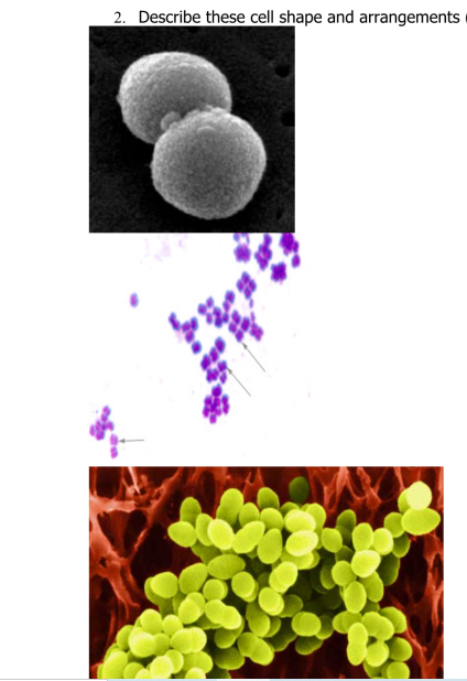 2. Describe these cell shape and arrangements
