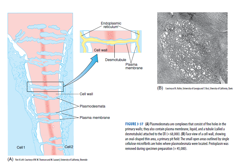 Endoplasmic
reticulum
Cell wall
Desmotubule
Plasma
membrane
(B) CaurtesyofA. Koller, University of Georgla and T. Rost, Ulversity of Calfomla, Davis
Cell wall
- Plasmodesmata
- Plasma membrane
FIGURE 3-37 (A) Plasmodesmata are complexes that consist of fine holes in the
primary walls; they also contain plasma membrane, liquid, and a tubule (called a
desmotubule) attached to the ER (× 68,000). (B) Face view of a cell wall, showing
an oval-shaped thin area, a primary pit field: The small open areas outlined by single
cellulose microfibrils are holes where plasmodesmata were located. Protoplasm was
removed during specimen preparation (x 45,000).
Cell 1
Cell2
(A) Part A left: Courtesy of W. W. Thomson and M. Larzard, University of Calformia, Riverside
