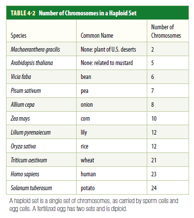 TABLE 4-2 Number of Chromosomes in a Haploid Set
Number of
Species
Common Name
Chromosomes
Machaeranthera gracilis
None: plant of U.S. deserts
2
Arabidopsis thaliana
None: related to mustard
5
Vicia faba
bean
6
Pisum sativum
реа
Allium cepa
onion
8
Zea mays
10
corn
Lilium pyrenaiecum
lily
12
Оryza sativa
rice
12
Triticum aestivum
wheat
21
Homo sapiens
human
23
Solanum tuberosum
potato
24
A haploid set is a single set of chromasomes, as carried by sperm cells and
egg cells. A ferilized egg has two sets and is diploid.
