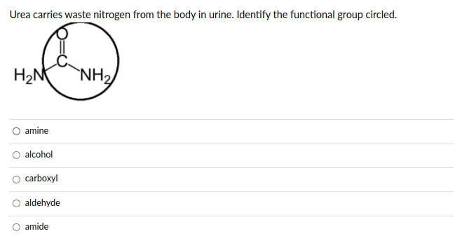 Urea carries waste nitrogen from the body in urine. Identify the functional group circled.
H2N
`NH2
O amine
O alcohol
carboxyl
aldehyde
amide
