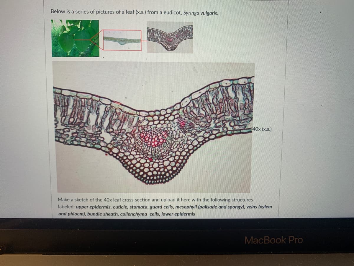 Below is a series of pictures of a leaf (x.s.) from a eudicot, Syringa vulgaris.
40x (x.s.)
Make a sketch of the 40x leaf cross section and upload it here with the following structures
labeled: upper epidermis, cuticle, stomata, guard cells, mesophyll (palisade and spongy), veins (xylem
and phloem), bundle sheath, collenchyma cells, lower epidermis
MacBook Pro
