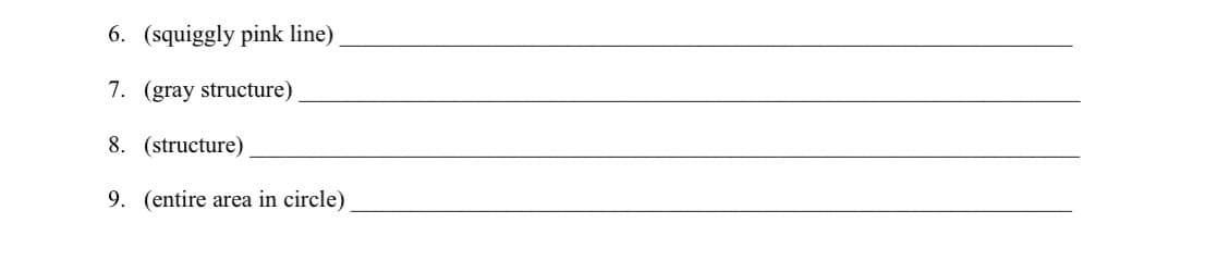 6. (squiggly pink line)
7. (gray structure)
8. (structure)
9. (entire area in circle)
