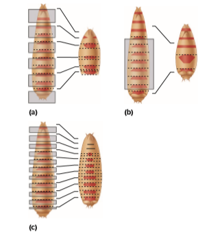 (a)
(b)
(c)
