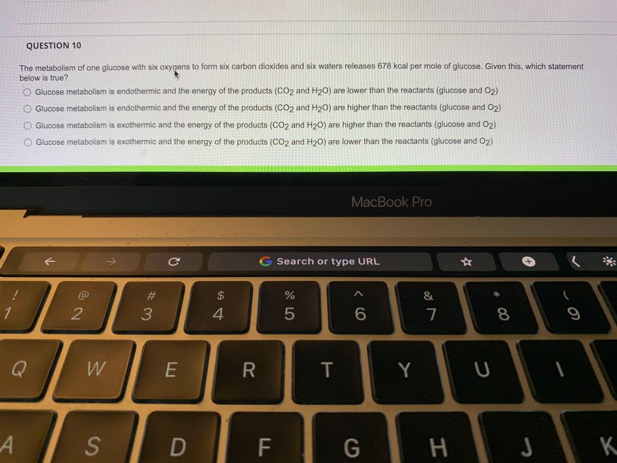 **Question 10**

The metabolism of one glucose with six oxygens to form six carbon dioxides and six waters releases 678 kcal per mole of glucose. Given this, which statement below is true?

- O Glucose metabolism is endothermic and the energy of the products (CO₂ and H₂O) are lower than the reactants (glucose and O₂)
- O Glucose metabolism is endothermic and the energy of the products (CO₂ and H₂O) are higher than the reactants (glucose and O₂)
- O Glucose metabolism is exothermic and the energy of the products (CO₂ and H₂O) are higher than the reactants (glucose and O₂)
- O Glucose metabolism is exothermic and the energy of the products (CO₂ and H₂O) are lower than the reactants (glucose and O₂)

[The image shows a partial view of a MacBook Pro keyboard and screen displaying a question on metabolism with multiple choice answers. There are no graphs or diagrams in the image.]