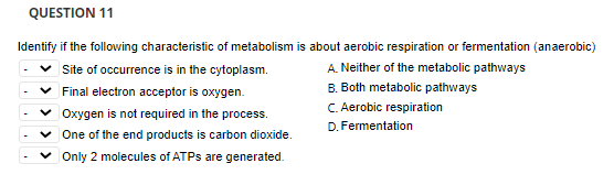 QUESTION 11
Identify if the following characteristic of metabolism is about aerobic respiration or fermentation (anaerobic)
Site of occurrence is in the cytoplasm.
A. Neither of the metabolic pathways
Final electron acceptor is oxygen.
B. Both metabolic pathways
v Oxygen is not required in the process.
C. Aerobic respiration
D. Fermentation
One of the end products is carbon dioxide.
v Only 2 molecules of ATPS are generated.
