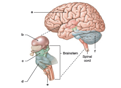 b
Brainstem
Spinal
cord
