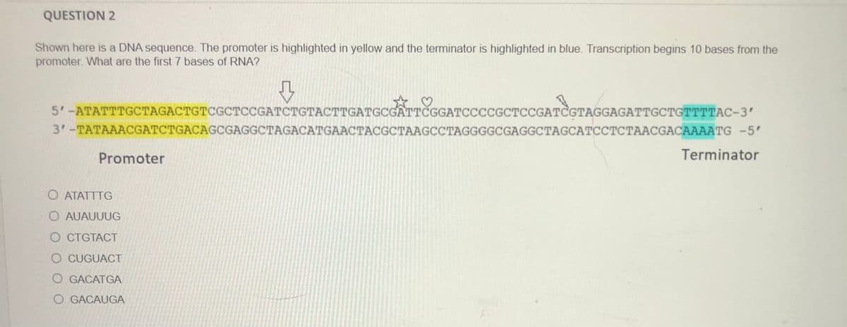 QUESTION 2
Shown here is a DNA sequence. The promoter is highlighted in yellow and the terminator is highlighted in blue. Transcription begins 10 bases from the
promoter. What are the first 7 bases of RNA?
5'-ATATTTGCTAGACTGTCGCTCCGATCTGTACTTGATGCGÂTTČGGATCCCCGCTCCGATCGTAGGAGATTGCTGTTTTAC-3'
3'-TATAAACCGATCTGACAGCGAGGCTAGACATGAACTACGCTAAGCCTAGGGGCGAGGCTAGCATCCTCTAACGACAAAATG -5'
Promoter
Terminator
O ATATTTG
O AUAUUUG
O CTGTACT
O CUGUACT
O GACATGA
O GACAUGA
