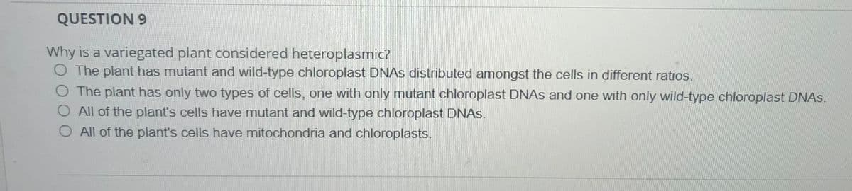 QUESTION 9
Why is a variegated plant considered heteroplasmic?
O The plant has mutant and wild-type chloroplast DNAS distributed amongst the cells in different ratios.
O The plant has only two types of cells, one with only mutant chloroplast DNAS and one with only wild-type chloroplast DNAS.
O All of the plant's cells have mutant and wild-type chloroplast DNAS.
O All of the plant's cells have mitochondria and chloroplasts.
