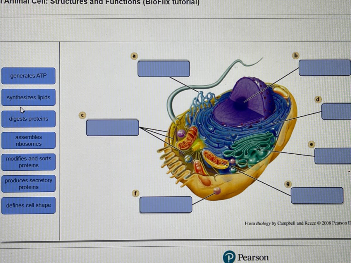 Ictures and Functions (BioFlix tutorial)
generates ATP
synthesizes lipids
digests proteins
assembles
ribosomes
modifies and sorts
proteins
produces secretory
proteins
defines cell shape
From Biology by Campbell and Reece © 2008 Pearson E
P Pearson
